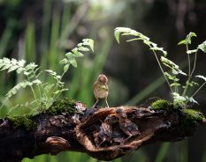 Cidades alemãs aumentam gastos com biodiversidade, diz pesquisa da KfW Research