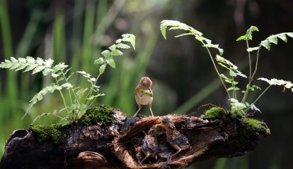 Cidades alemãs aumentam gastos com biodiversidade, diz pesquisa da KfW Research