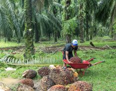 CDP reconhece ações de sustentabilidade da BASF