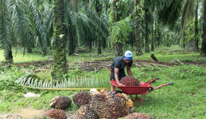CDP reconhece ações de sustentabilidade da BASF