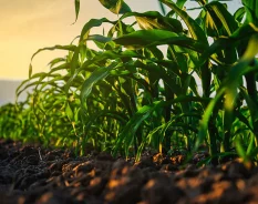 Programa da Bayer transforma o plantio de 2 milhões de hectares por ano