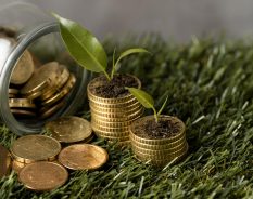 Tero Carbon lança guia sobre mercado de crédito de carbono