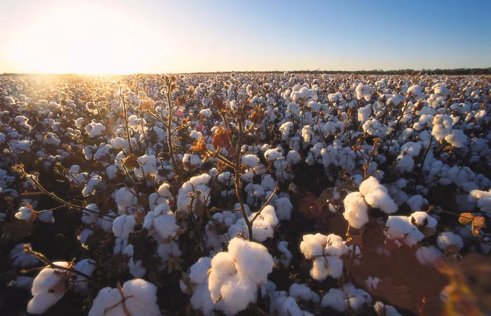 Bayer apresenta novas soluções para as culturas de algodão, milho e soja