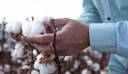 Bayer apresenta nova biotecnologia para o algodão com herbicida pós-emergente