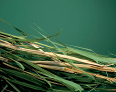 Bayer integra fundo de R$ 500 milhões para descarbonização no agronegócio