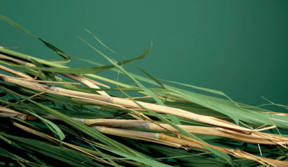 Bayer integra fundo de R$ 500 milhões para descarbonização no agronegócio