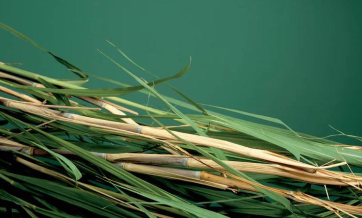 Bayer integra fundo de R$ 500 milhões para descarbonização no agronegócio