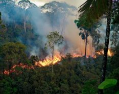 Com foco em prevenção, Melhoramentos lança ações educativas contra incêndios florestais