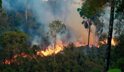 Com foco em prevenção, Melhoramentos lança ações educativas contra incêndios florestais