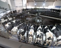 Boehringer Ingelheim apresenta resultados de programa de biosseguridade em fazendas leiteiras