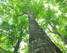 SAP destaca integração entre finanças e sustentabilidade em relatório de 2025