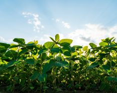 BASF acelera preparativos para possível IPO da divisão de Soluções Agrícolas