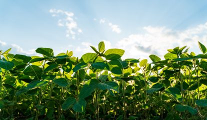 BASF acelera preparativos para possível IPO da divisão de Soluções Agrícolas