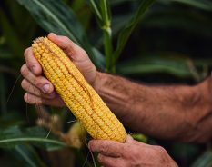 Bayer reforça estratégia para o milho diante dos desafios climáticos