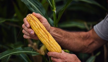 Bayer amplia portfólio de milho para enfrentar desafios climáticos